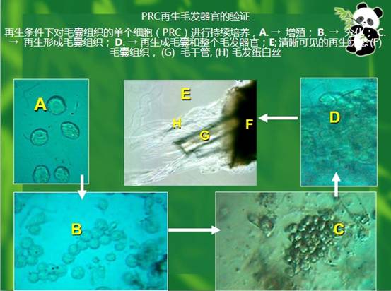五五世纪(中国区)官方网站