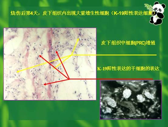 五五世纪(中国区)官方网站
